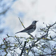 Fieldfare