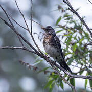 Fieldfare