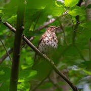 Song Thrush