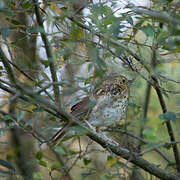 Song Thrush