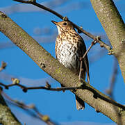 Song Thrush