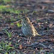 Song Thrush