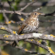 Song Thrush