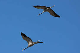 Common Crane