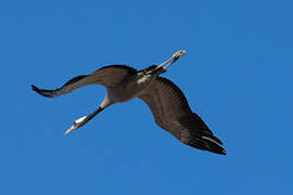 Common Crane