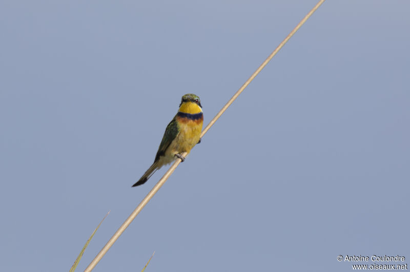 Blue-breasted Bee-eateradult