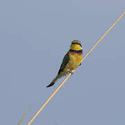 Blue-breasted Bee-eater