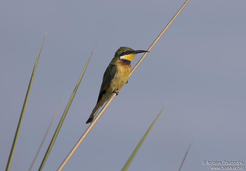 Guêpier à collier bleuadulte