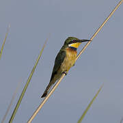 Blue-breasted Bee-eater