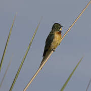 Blue-breasted Bee-eater