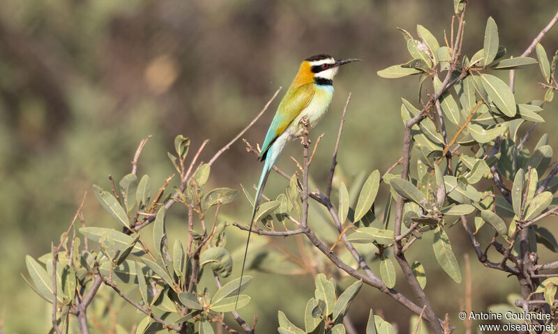 White-throated Bee-eateradult