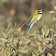 White-throated Bee-eater