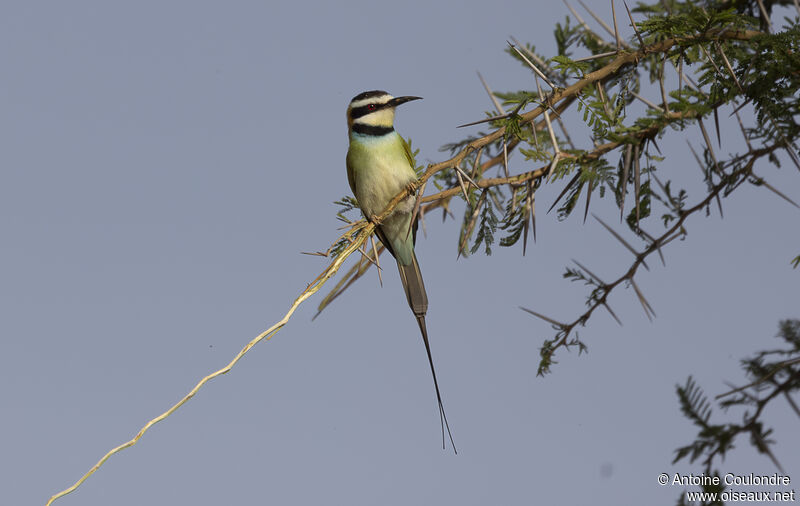 White-throated Bee-eateradult