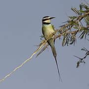 White-throated Bee-eater