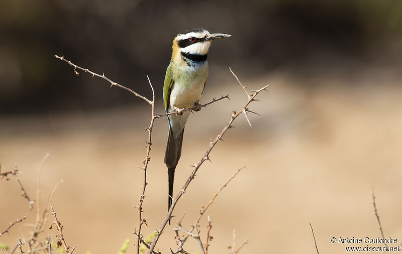 White-throated Bee-eateradult