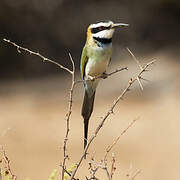 White-throated Bee-eater