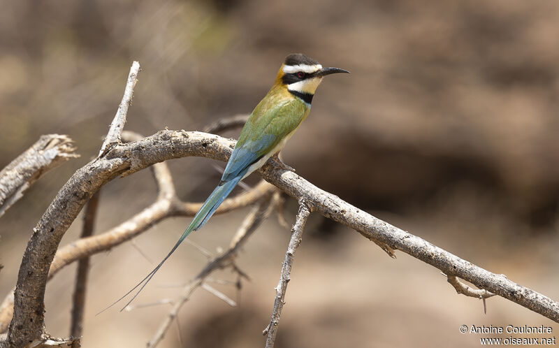 White-throated Bee-eateradult