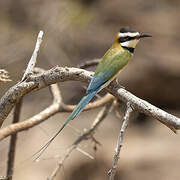 White-throated Bee-eater