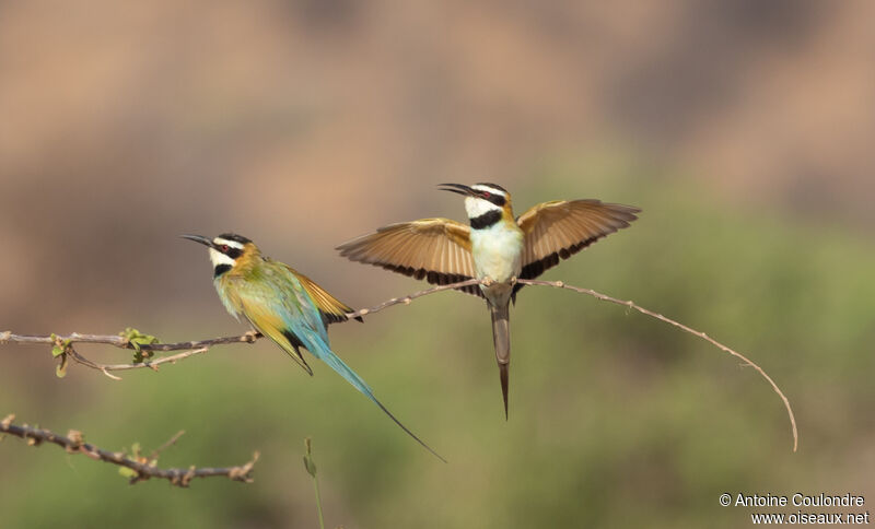 White-throated Bee-eateradult breeding, courting display