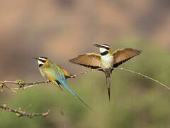 White-throated Bee-eater