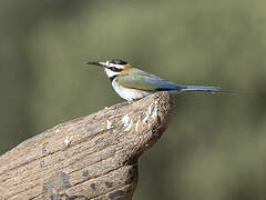 White-throated Bee-eater