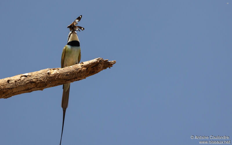 White-throated Bee-eateradult, fishing/hunting