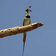 White-throated Bee-eater