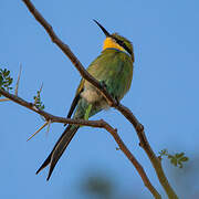 Swallow-tailed Bee-eater