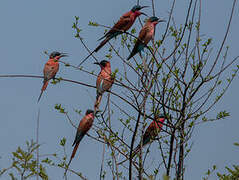 Southern Carmine Bee-eater