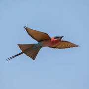 Southern Carmine Bee-eater