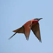 Southern Carmine Bee-eater