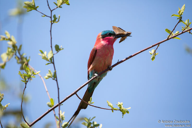 Southern Carmine Bee-eater male adult breeding, fishing/hunting, courting display