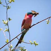 Southern Carmine Bee-eater