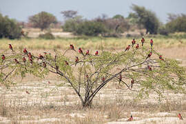 Southern Carmine Bee-eater