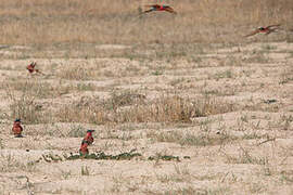 Southern Carmine Bee-eater