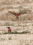 Southern Carmine Bee-eater