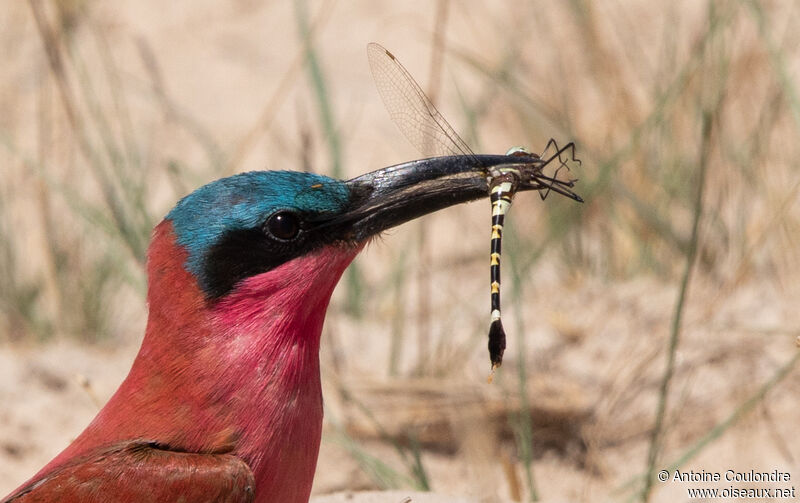 Southern Carmine Bee-eater male adult breeding, close-up portrait, courting display, Reproduction-nesting