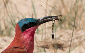 Southern Carmine Bee-eater