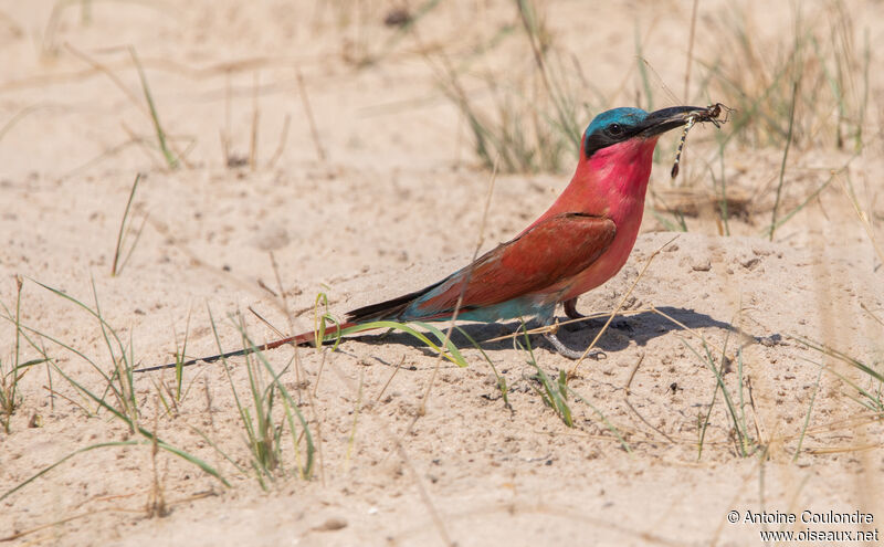 Southern Carmine Bee-eater male adult breeding, courting display, Reproduction-nesting