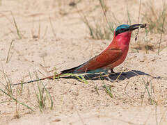 Southern Carmine Bee-eater