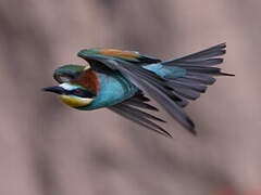 European Bee-eater