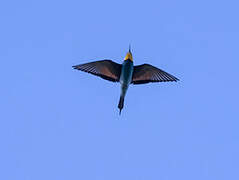 European Bee-eater