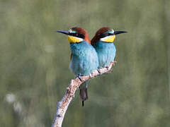 European Bee-eater