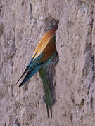 European Bee-eater