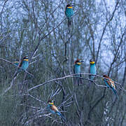 European Bee-eater