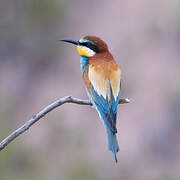 European Bee-eater