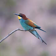 European Bee-eater