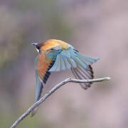 European Bee-eater