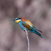 European Bee-eater