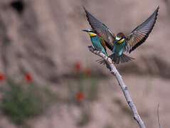 European Bee-eater